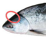 鮭の鼻軟骨