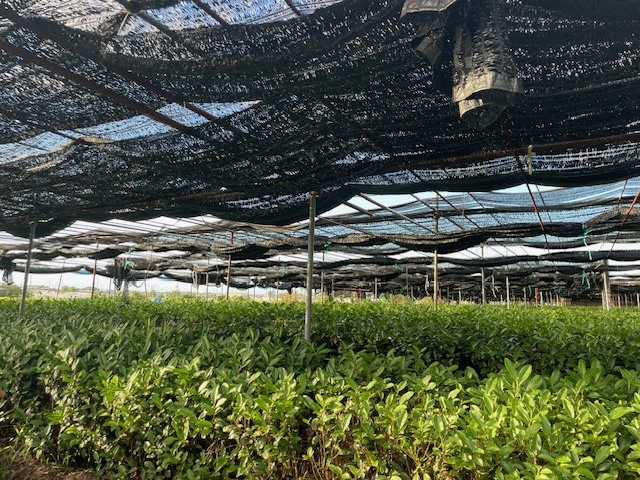 宇治の茶園
